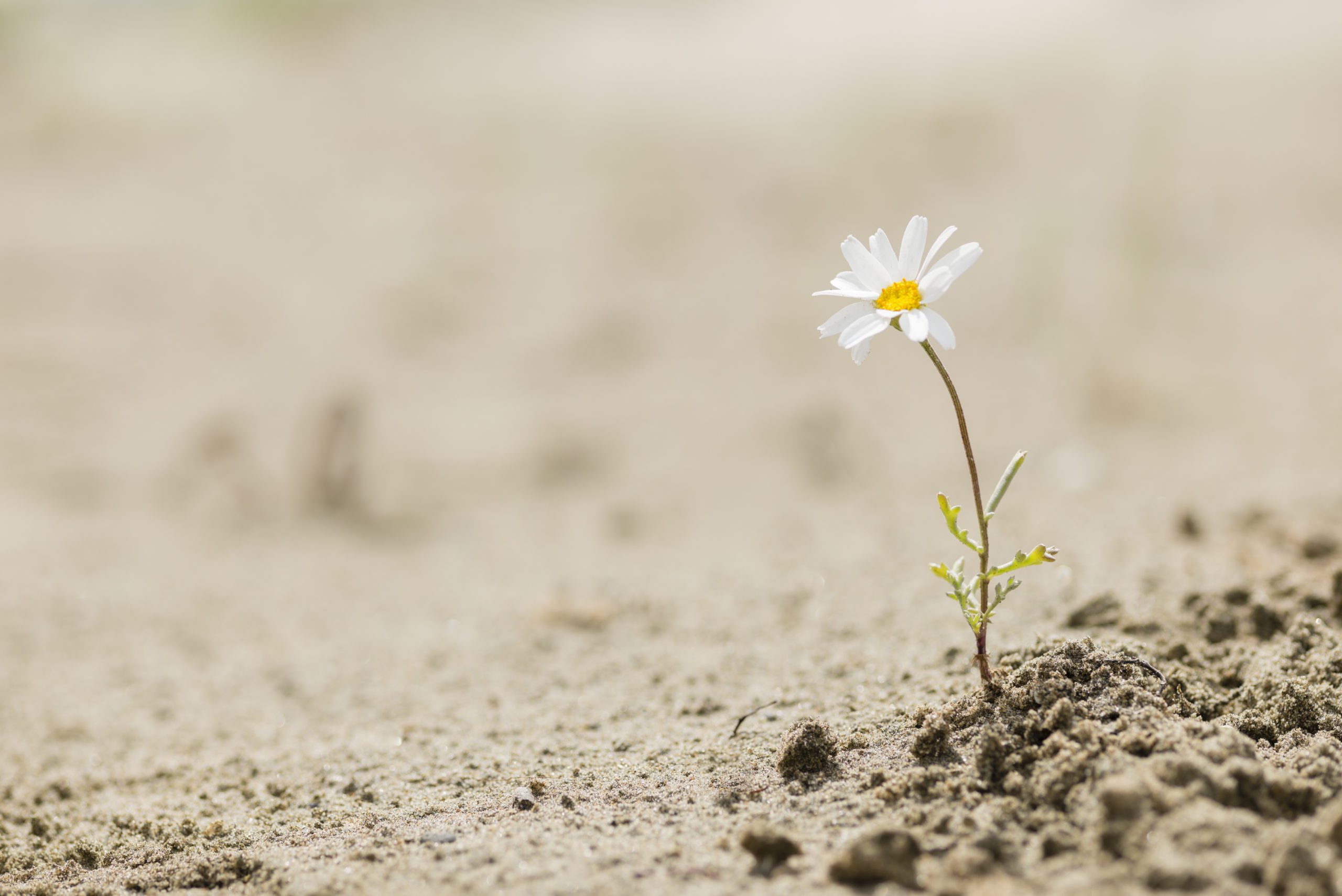 Daisy flower blooming on a sand desert